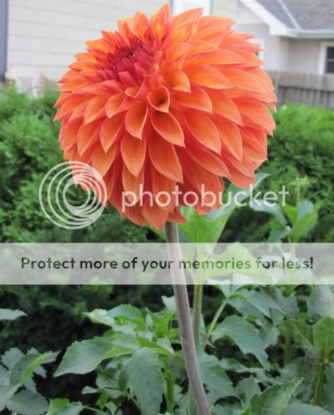 Dahlia - Verrone's Sandra J